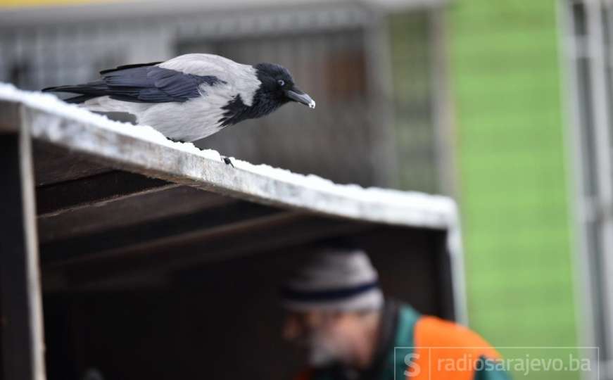 Ornitolozi predložili da zastupnike u Skupštini KS edukuju o problematici vrana